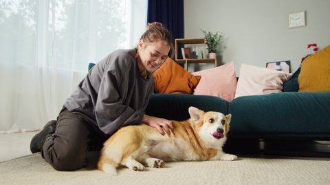 Young woman petting corgi dog close-up. Handler strocking her golden puppy in living room. Happy domestic animal lying on floor at home. Pembroke welsh corgi relaxing. 