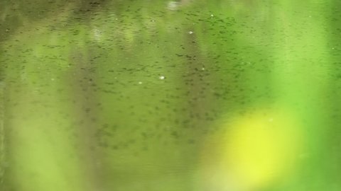 Tadpoles swim in stagnant water in the shade of a tree