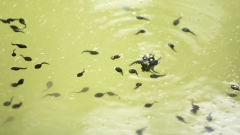 Tadpoles swim in stagnant water in the shade of a tree