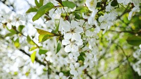 cherry flowers, close-up, vertical video, spring background