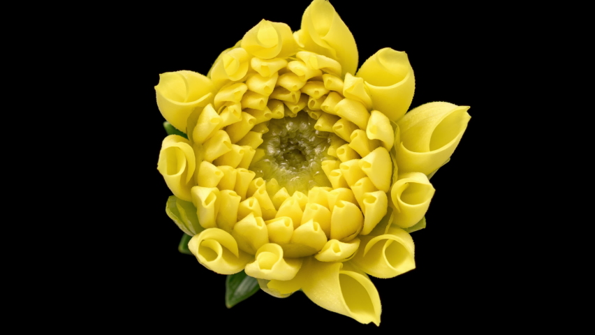 4K Time Lapse of blooming yellow Dahlia, close-up. Timelapse of growing and opening beautiful flower isolated on black background. Time-lapse Top view.