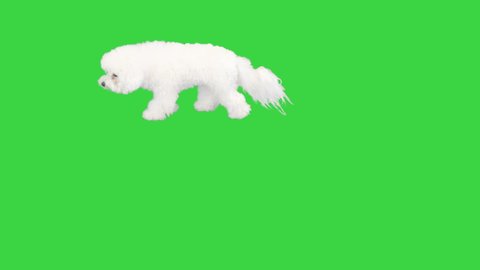 Bichon frise searching for something sniffing on a Green Screen, Chroma Key.