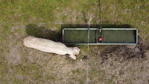 Pig at pig farm drinking from outside trough. pig seen from above. Drone aerial view