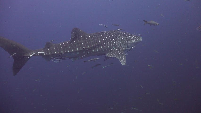 Whale shark in the distance.It moves slowly in a school of Jacks. After 20 seconds, something frightens the jacks and the shark turns to the camera and swims very close to the cameraman.  Royalty-Free Stock Footage #1090150859