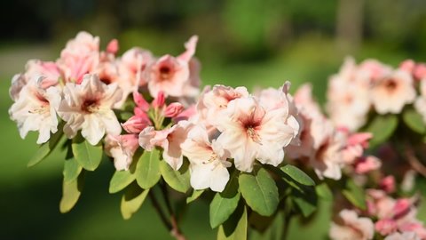 Blooming pink rhododendron flowers on a sunny spring day, full of peace and fragrance