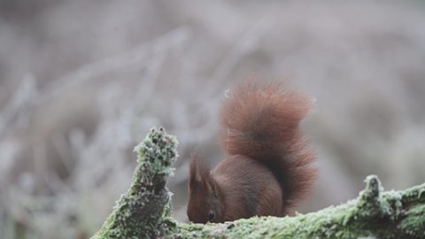 European red squirrel sitting on dead wood in hoarfrost with a marshtit and looking for food, winter, north rhine westphalia, (sciurus vulgaris, parus palustris), germany
