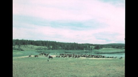 1970s: cowboy on horseback herding cattle. Cowboy rides horse. Rider with lasso. Old settlement town.