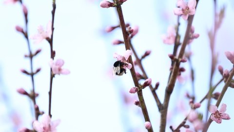 bees fly over a flowering almond tree in spring. bee on an apricot flower in spring. Branches of a blossoming apricot tree. Bees fly and sit on beautiful white flowers