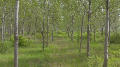 Forward dolly shot of green poplar tree wooded landscape on sunny spring day