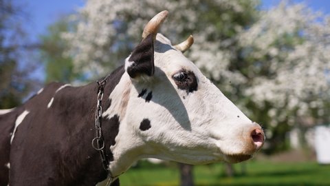 Big lazy black and white cow with a chain on her neck is in blossoming garden. Domestic animal says moo ant turns its head.