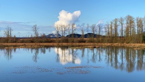 A beautiful lake reflecting its surroundings in Pitt Meadows, Canada under the bright sunlight