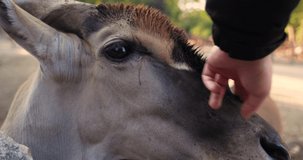 an antelope that seeks attention and catches food from humans