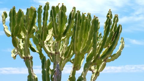 A green canary island spurge cactus, euphorbia canariensis, in front of blue sky  Slow panning shot  Vacation on Lanzarote, Spain 