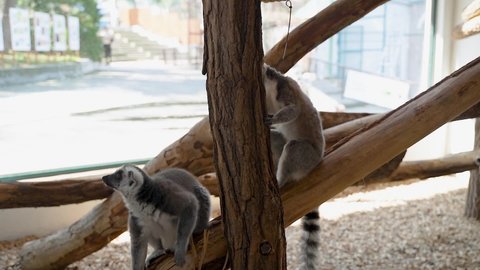 lemur monkeys in a closed shelter climb branches with large black and white tails