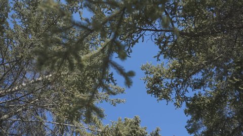 WINNIPEG, CANADA - Nov 14, 2021: A 4K low angle footage of green trees under the blue clear sky in Winnipeg, Canada