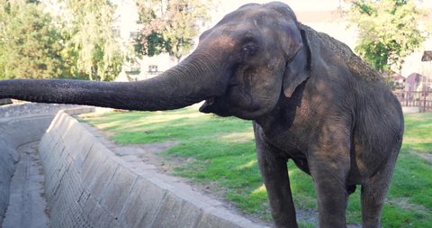 an elephant eats leaves with a trunk grabs food from human hands