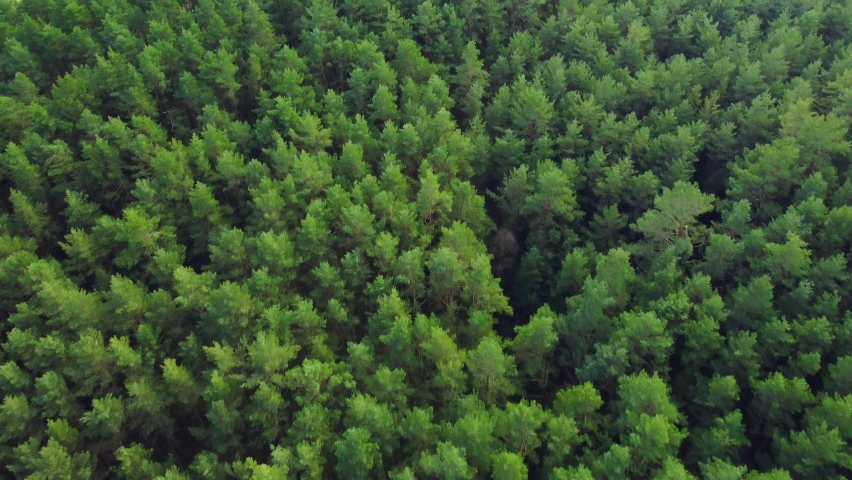 A aerial drone footage of a dense green tree forest | Shutterstock HD Video #1090160195