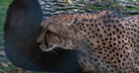 a leopard tries to escape from the cage while looking for a way out