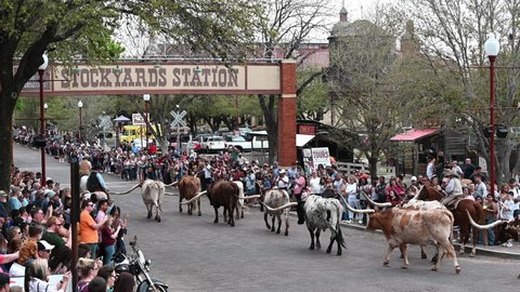 FORT WO, UNITED STATES - Apr 11, 2022: The Long horn steers herded down the street in Cow Town USA Stockyards Station in Fort Worth Texas