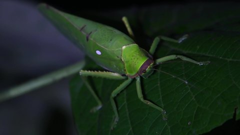 Moving its head and antennae as the camera zooms out, Katydid, Tettigoniidae, Tropical Insect, Thailand
