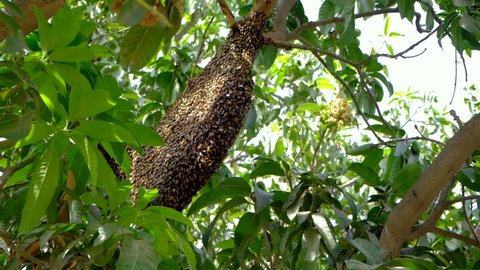 Honey. Honeycomb on the tree. Close footage of honeycombs. Honey bees on the tree. Organic honey. Organic honeycombs. Honeycombs.