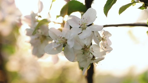 Tranquil garden scene with romantic sunbeams falling on apple flowers. White tree flowers blooming against bright golden sun. Beautiful apple tree blossoming view with charming blue sky.