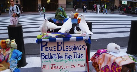 New York, New York United States - May 5, 2022: Sign on city street reads, Noah Live Love Boat. All types of Birds and other animals are displayed and living all together un caged on NYC street. Redakční Stock video