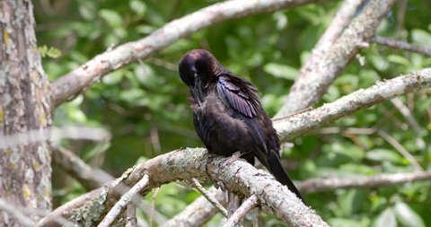 A grackle preening on a tree branch in Florida