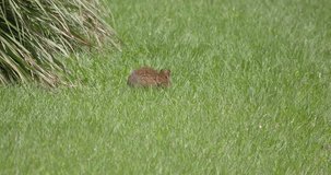 A marsh rabbit in the wetlands of Florida