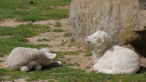 Little newly born lambs lie in the sun and doze. Eco farm ecotourism trend