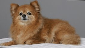Cute little dog of Breed German Spitz well-fed lies posing close up against background of gray wall. Small purebred fluffy spitz dog twists its head lying on white blanket on couch licking its nose