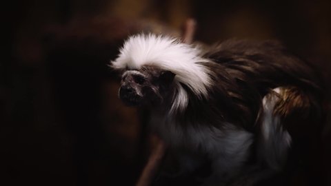 NEW YORK, UNITED STATES - Mar 28, 2022: A view of Cotton-top tamarin monkey looking around in New York central park zoo