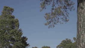 Source video file of the BT2020 from a Sony camera: a pine branch against a blue sky.
