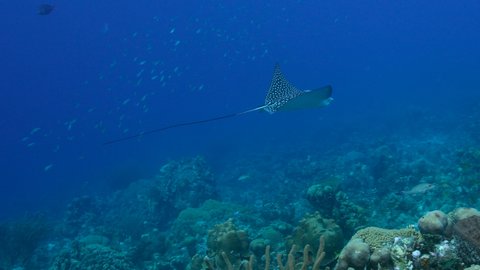 Seascape with Spotted Eagle Ray in the coral reef of Caribbean Sea, Curacao
