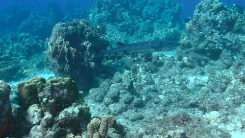 Seascape with Great Barracuda in the coral reef of Caribbean Sea, Curacao