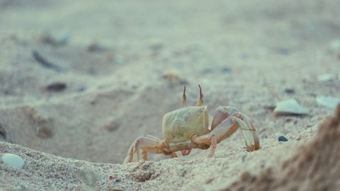 Close up of wild crab hiding in sand hole on sea beach