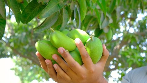 Fresh mangoes, Fresh mangoes in hand, close footage of mangoes in hand, Delicious and healthy fresh mangoes, Mango production, juicy and tasty mango