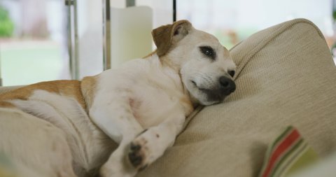 Video of mixed breed dog lying on sofa at home. pets, lifestyle, household and spending time at home.