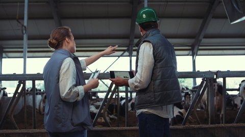 Animal farmers using tablet computer at feedlots. Livestock workers inspect cows. Focused agricultural veterinarians team breeding specialists discussing cattle in cowshed. Farming husbandry facility.