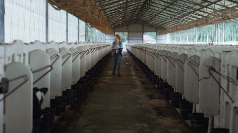 Farm vet holding tablet computer walking along feedlots in countryside barn. Focused woman cattle breeder inspecting collecting data at animal husbandry. Agricultural specialist veterinarian using pad
