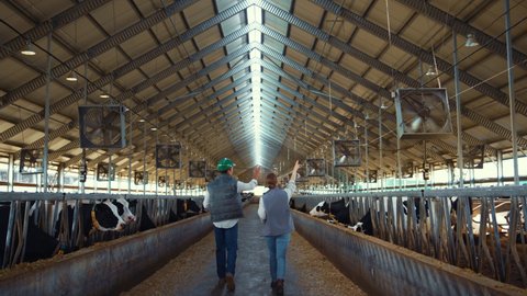Two farmers walking cowshed aisle rear view. Dairy farm professionals at work. Unrecognized man woman agribusiness supervisors inspecting livestock facility. Holstein cows eating in feedlots barn.