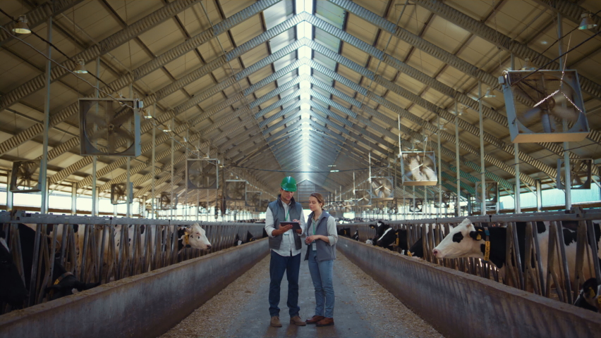 Animal farm managers talking holding tablet computer inside modern cowshed barn. Two smiling supervisors agribusiness team working in shed using pad discussing data. Holstein cows eating in feedlots. | Shutterstock HD Video #1090170949