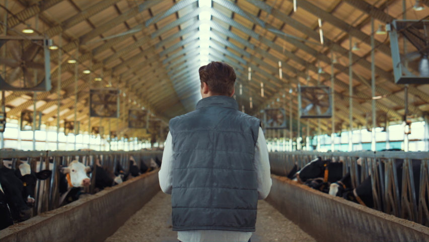Farmer walking cowshed aisle rear view. Livestock manager inspecting animals. Unrecognized man agribusiness owner going checking dairy production facility. Milking manufacture professional concept. Royalty-Free Stock Footage #1090170951