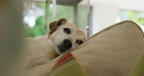 Video of mixed breed dog lying on sofa at home. pets, lifestyle, household and spending time at home.
