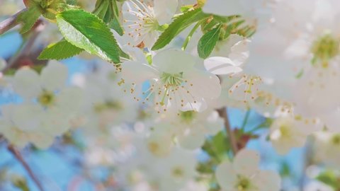 Dolly footage cherry blossom branch with white flowers in full bloom with small green leaves swaying in the wind in spring under the bright sun. Close-up moving high quality 4K footage.