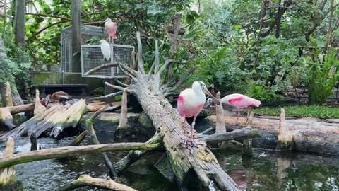 Beautiful Roseate Spoonbills standing on a log in a man-made pond surrounded by leafy plants, chasing insects in the brush at the Florida Aquarium.
