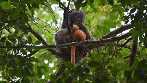 Seen sitting on a branch with its baby feeding during the afternoon in the forest, Spectacled Langur Trachypithecus obscurus, Kaeng Krachan National Park, Thailand.