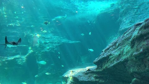 Eagle ray in an aquarium tank