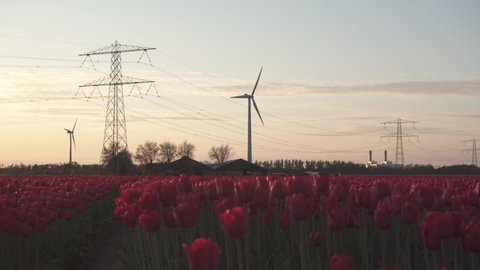 Wind Turbines And Tulips Against Sunset Sky - wide shot