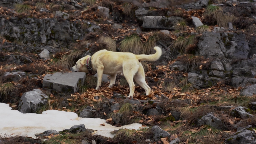 Dog sniffing among the rocks of the mountain for traces of wild animals